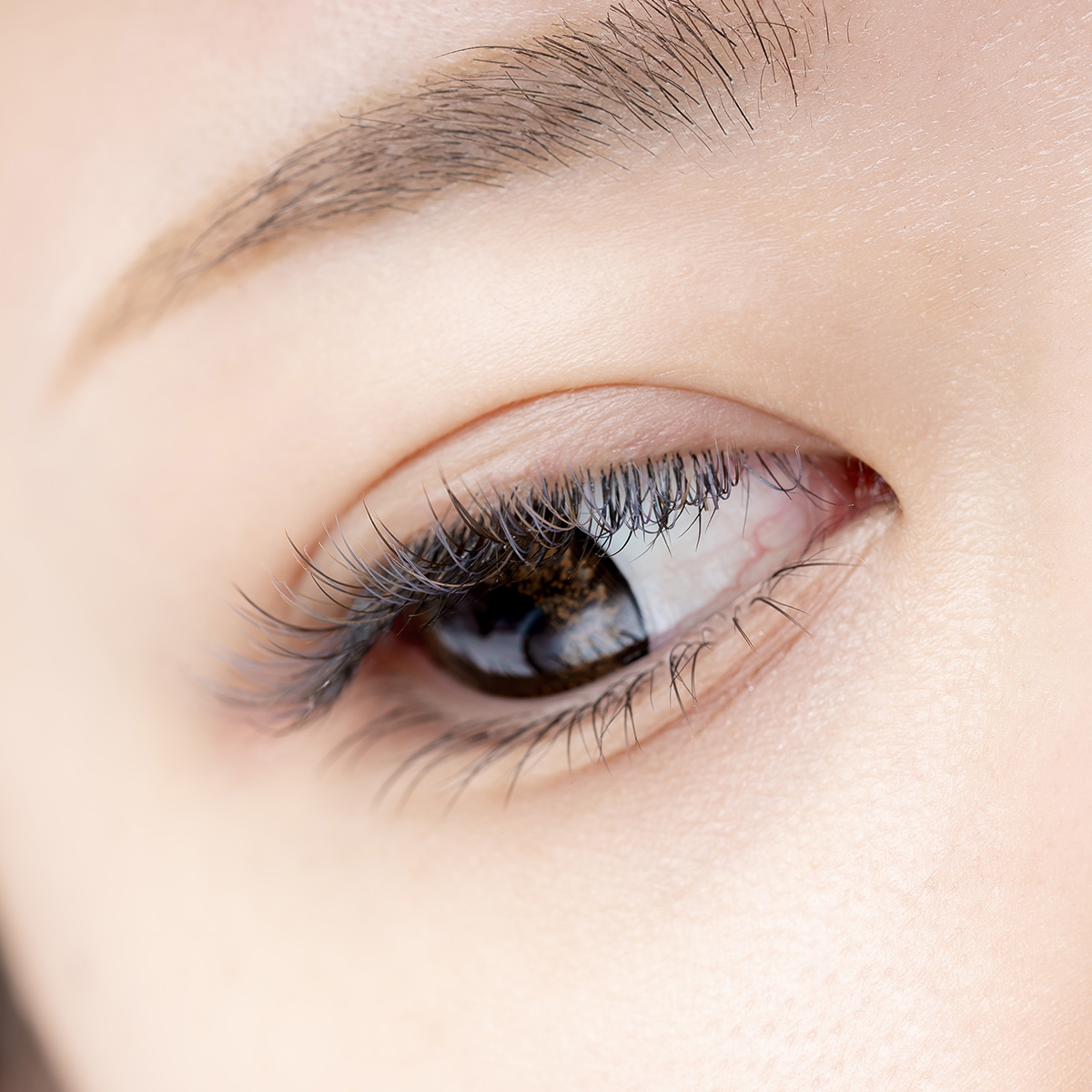 ROYSH COLOR ASSORT -ロイッシュカラー アソート- | まつ毛エクステ商